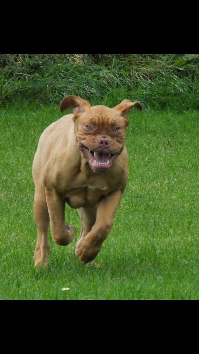 Dogue de bordeaux Karla - Smukke Karla <3 :D  sep 2014 billede 28