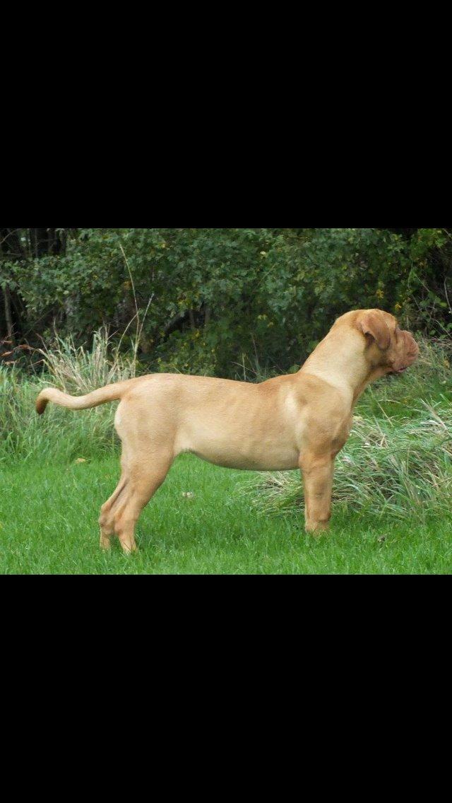 Dogue de bordeaux Karla - Så fin, sep 2014 billede 29