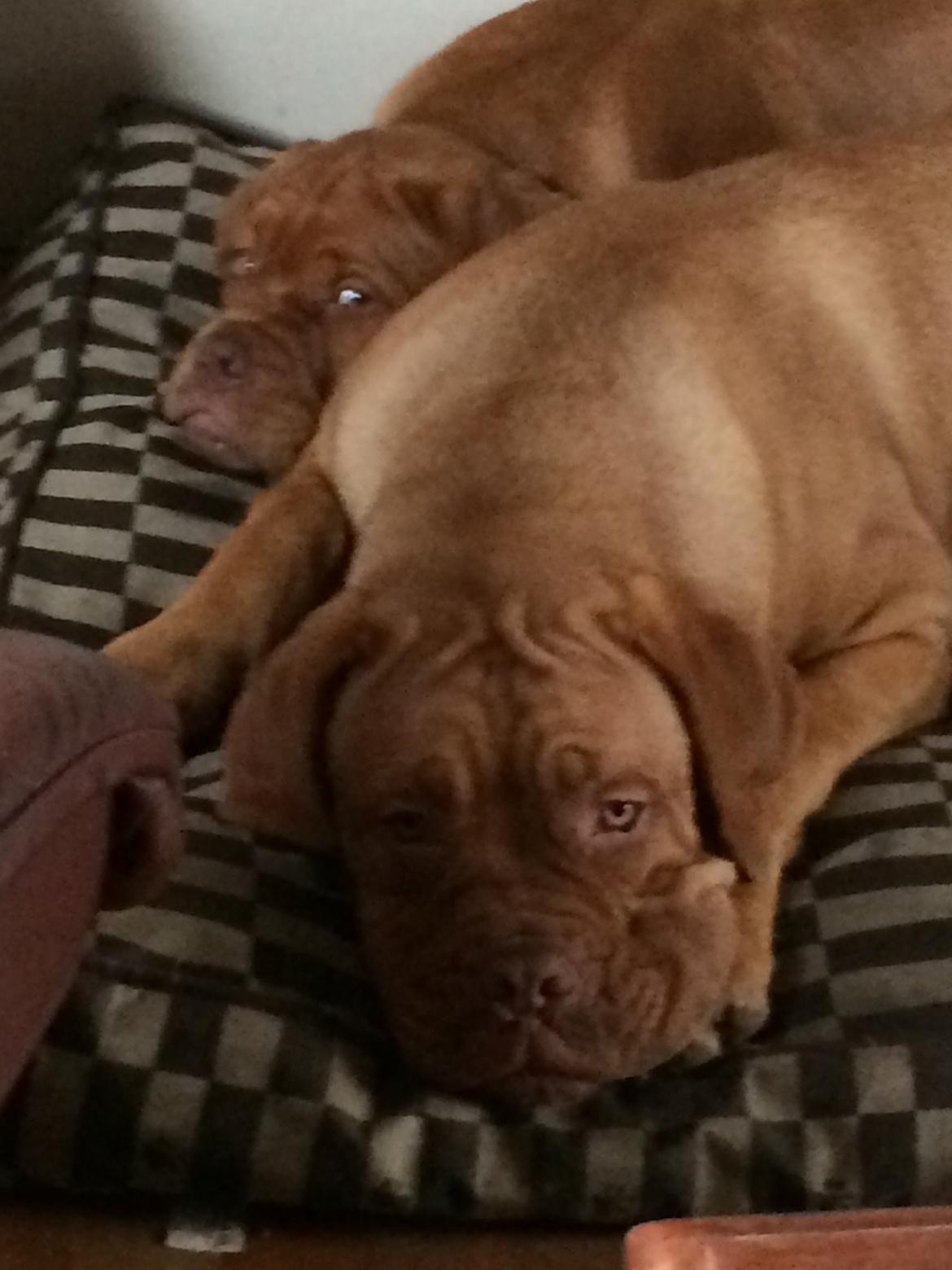 Dogue de bordeaux Karla - Smukke Karla, sep 2014 billede 30