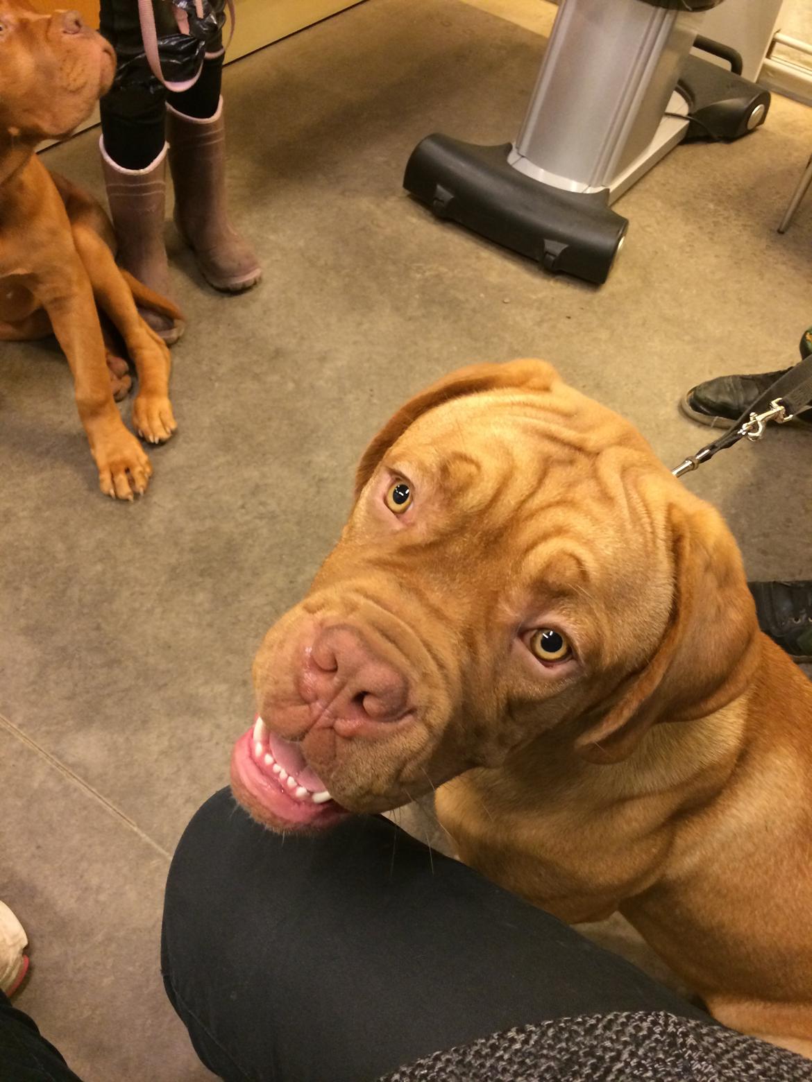 Dogue de bordeaux Karla - Karla hos dyrlægen 31/10-14 billede 31
