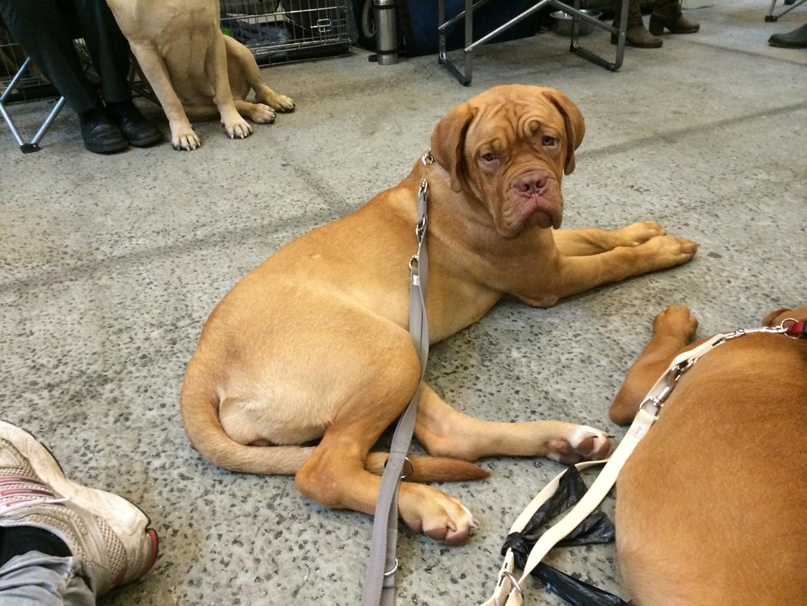 Dogue de bordeaux Karla - Karla til hendes første udstilling 2/11-2014 2. plads og særdeles lovende billede 32