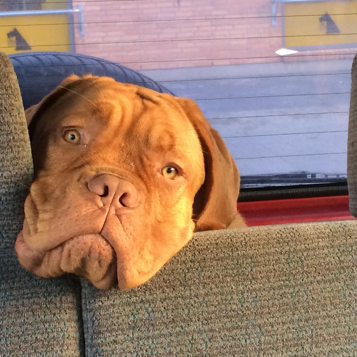 Dogue de bordeaux Karla - Karla træt efter en god skov og strandtur, okt 2014 billede 33