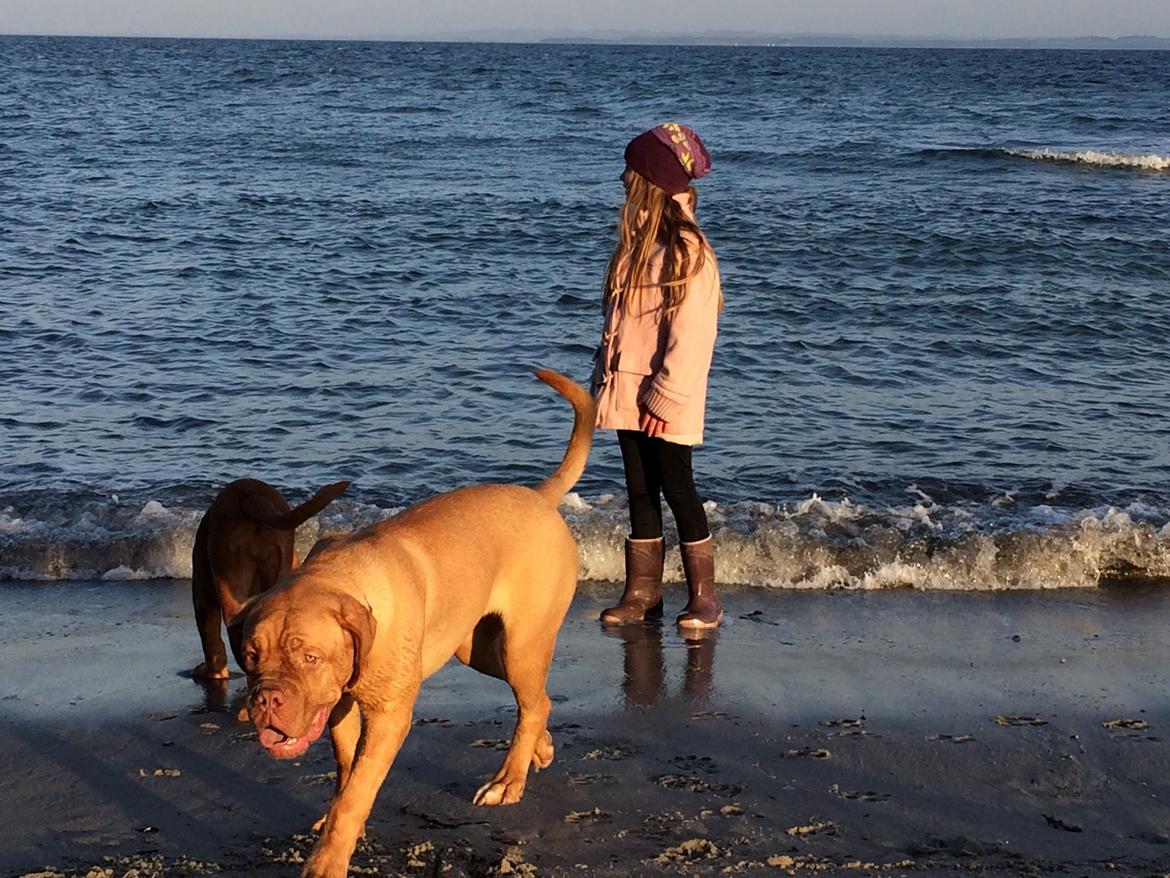 Dogue de bordeaux Karla - Karla og Mathilde, okt 2014 billede 34