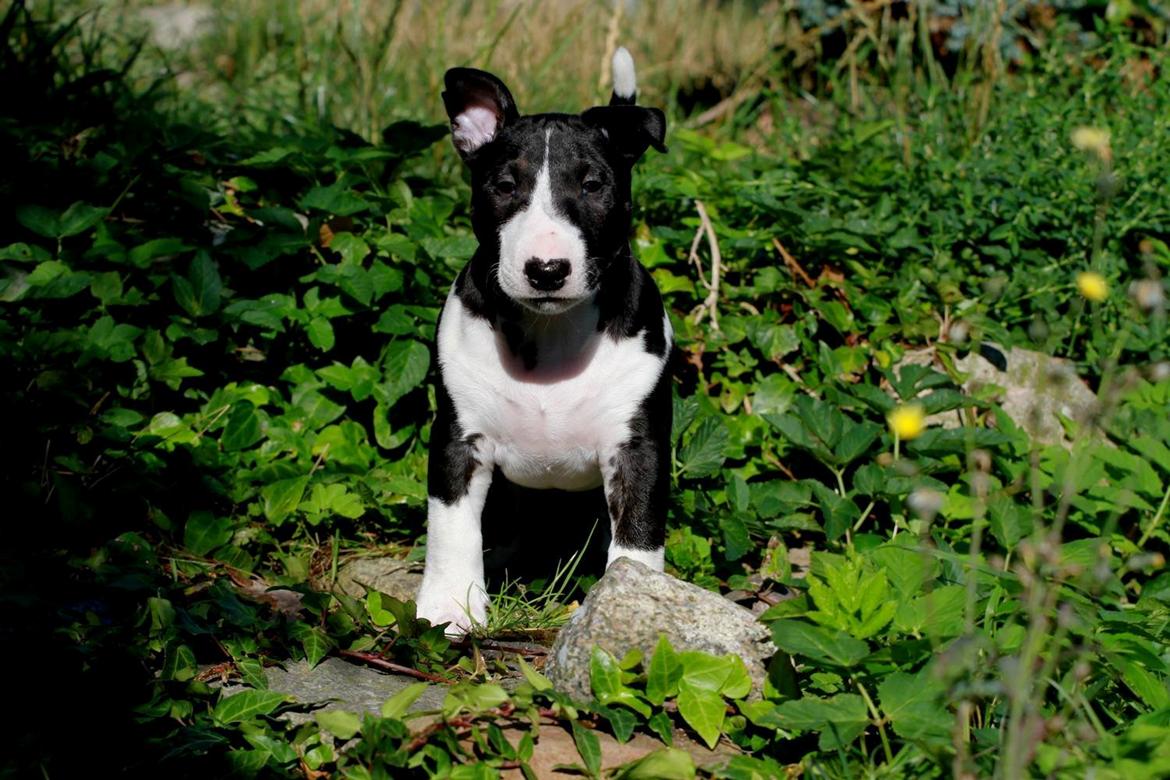 Bullterrier miniature Minimalistic's QD Chasing Liberty billede 2