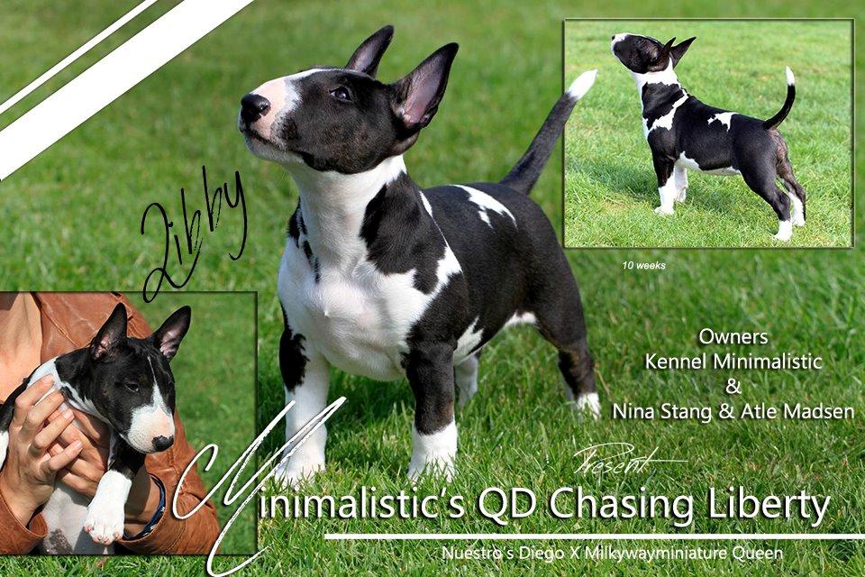 Bullterrier miniature Minimalistic's QD Chasing Liberty billede 5