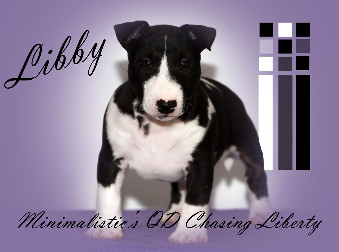 Bullterrier miniature Minimalistic's QD Chasing Liberty billede 7