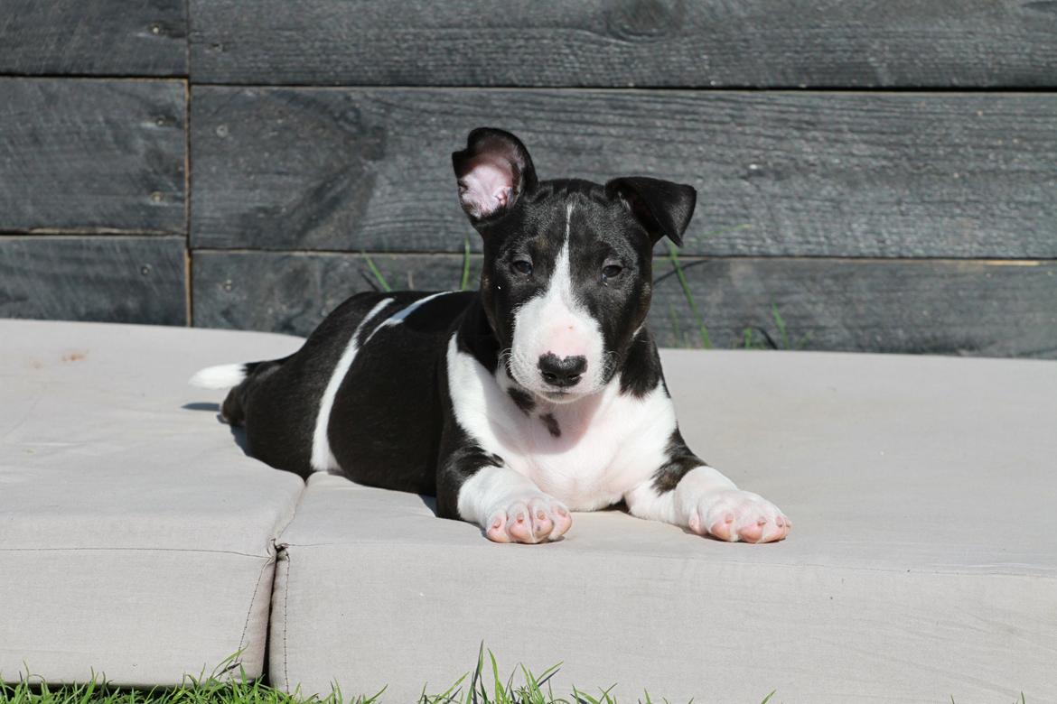 Bullterrier miniature Minimalistic's QD Chasing Liberty billede 14