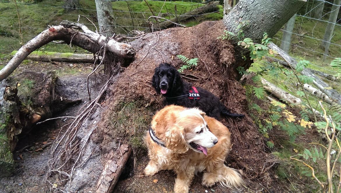 Cocker spaniel Pepsi billede 25