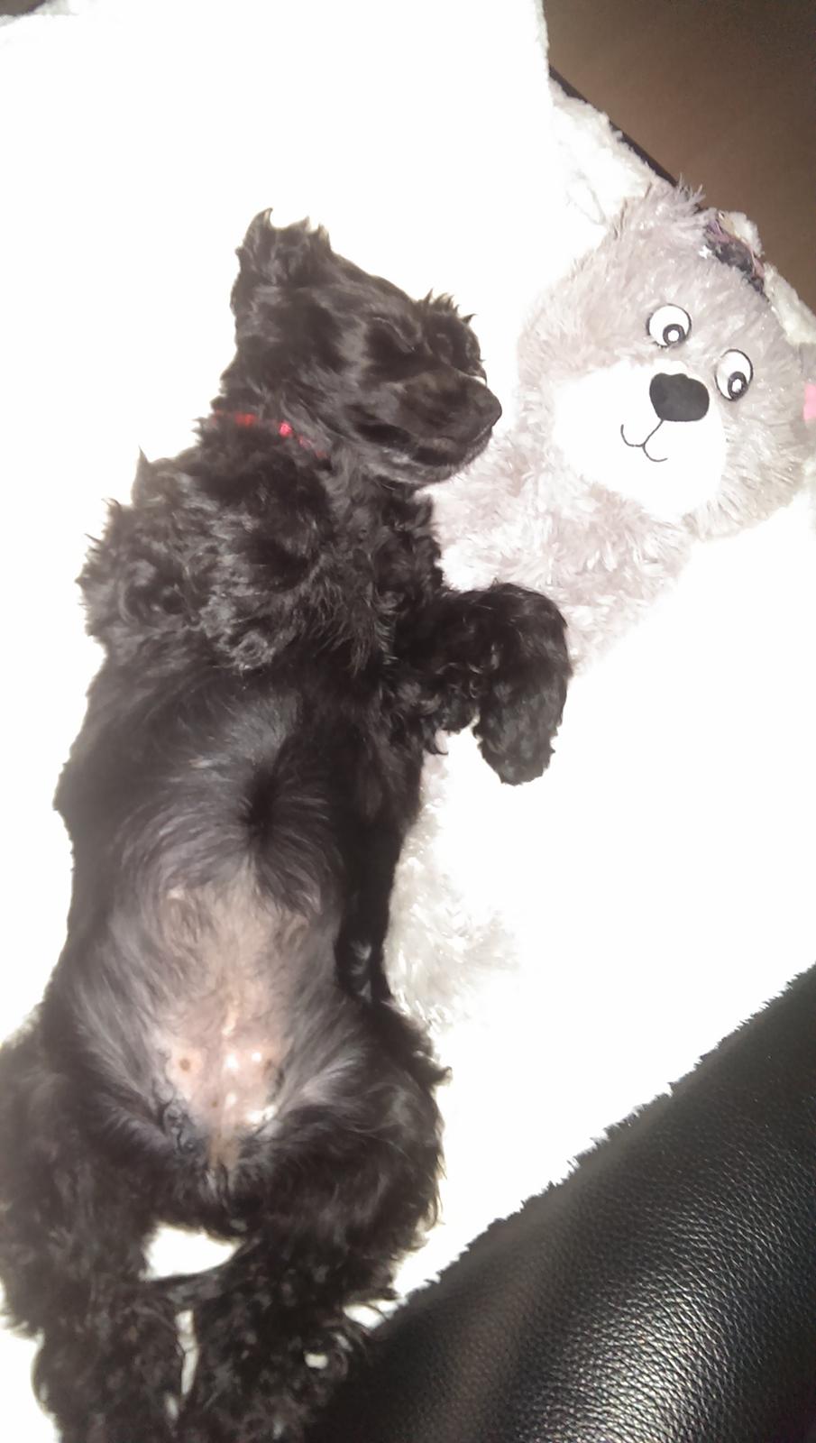 Cocker spaniel Pepsi billede 37