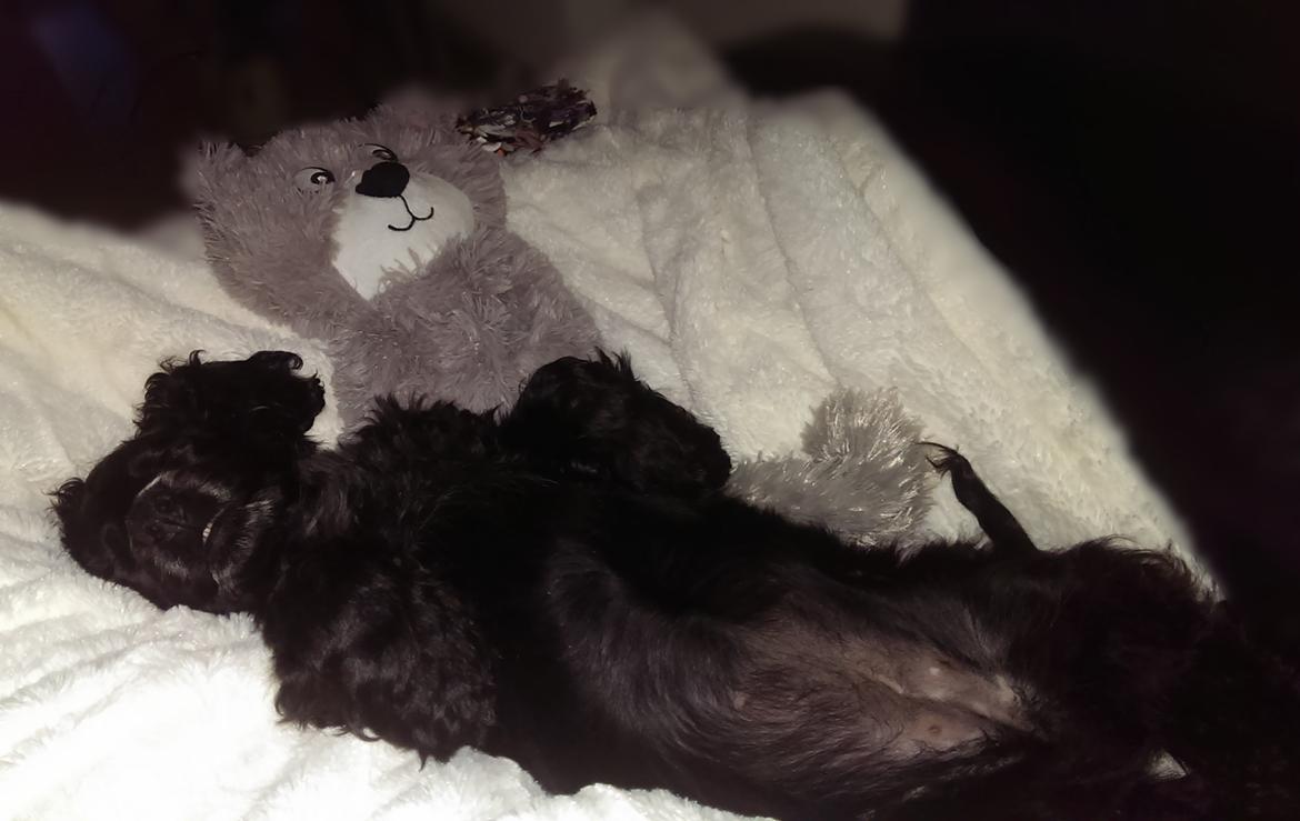 Cocker spaniel Pepsi billede 38