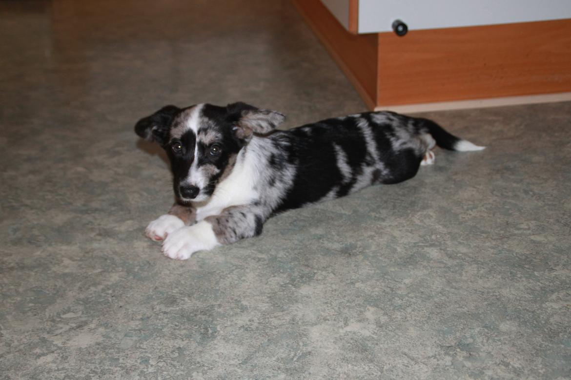 Welsh corgi cardigan Smarties Marcos billede 3