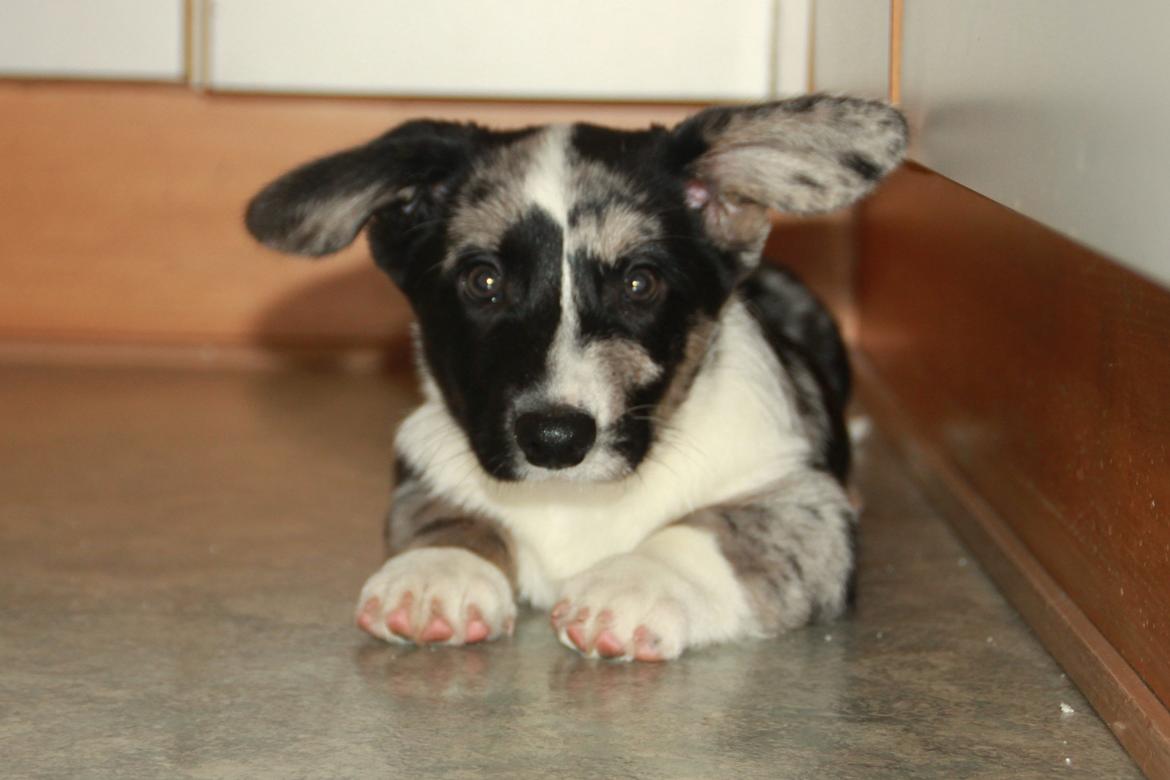 Welsh corgi cardigan Smarties Marcos billede 4