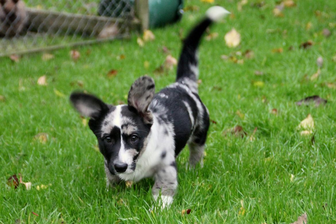 Welsh corgi cardigan Smarties Marcos billede 7