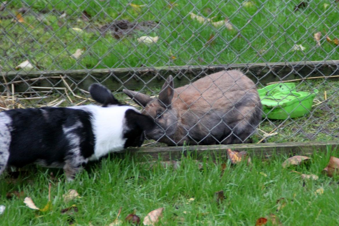 Welsh corgi cardigan Smarties Marcos - Hilste på vores kanin, Sarah :) billede 8