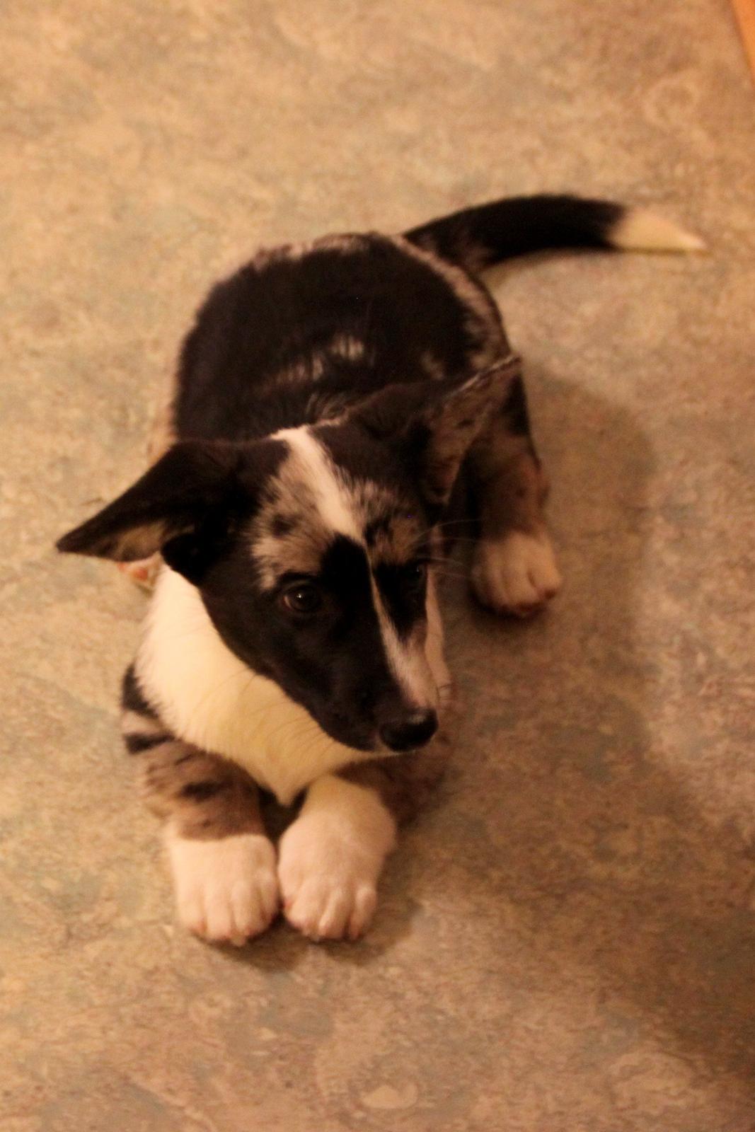 Welsh corgi cardigan Smarties Marcos billede 5