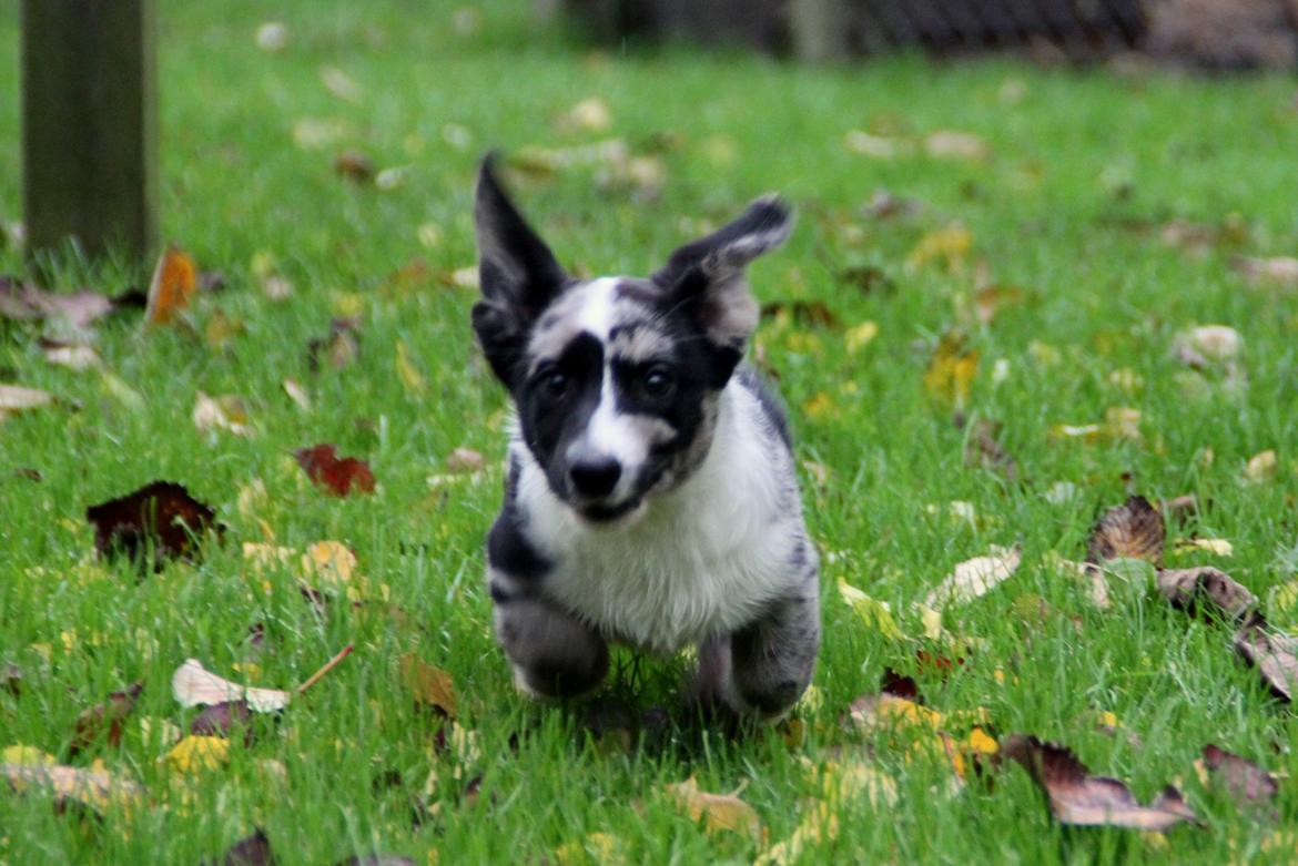 Welsh corgi cardigan Smarties Marcos - "Kommer nu! Pas på!"  billede 10