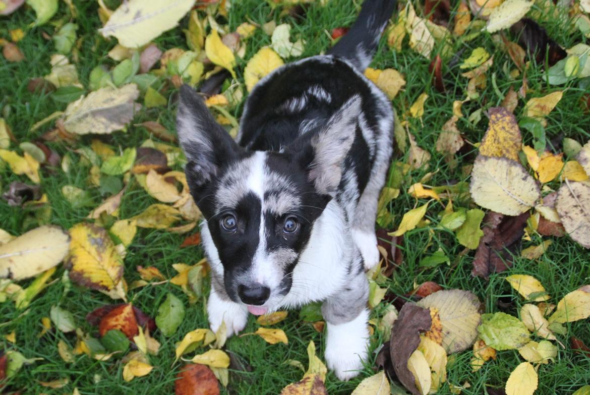 Welsh corgi cardigan Smarties Marcos billede 11