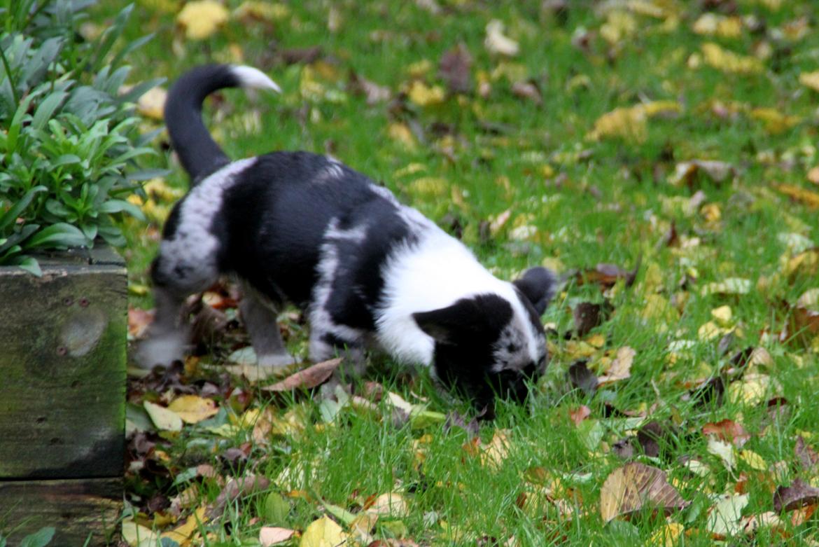 Welsh corgi cardigan Smarties Marcos billede 12