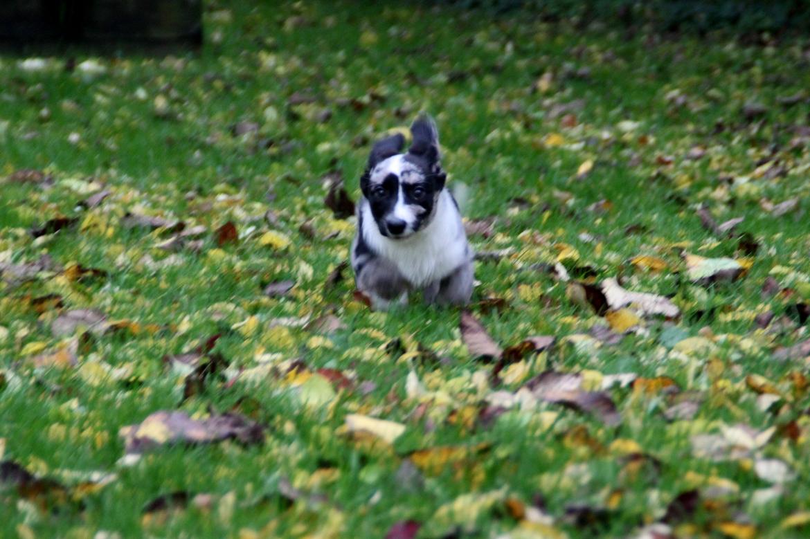 Welsh corgi cardigan Smarties Marcos billede 13
