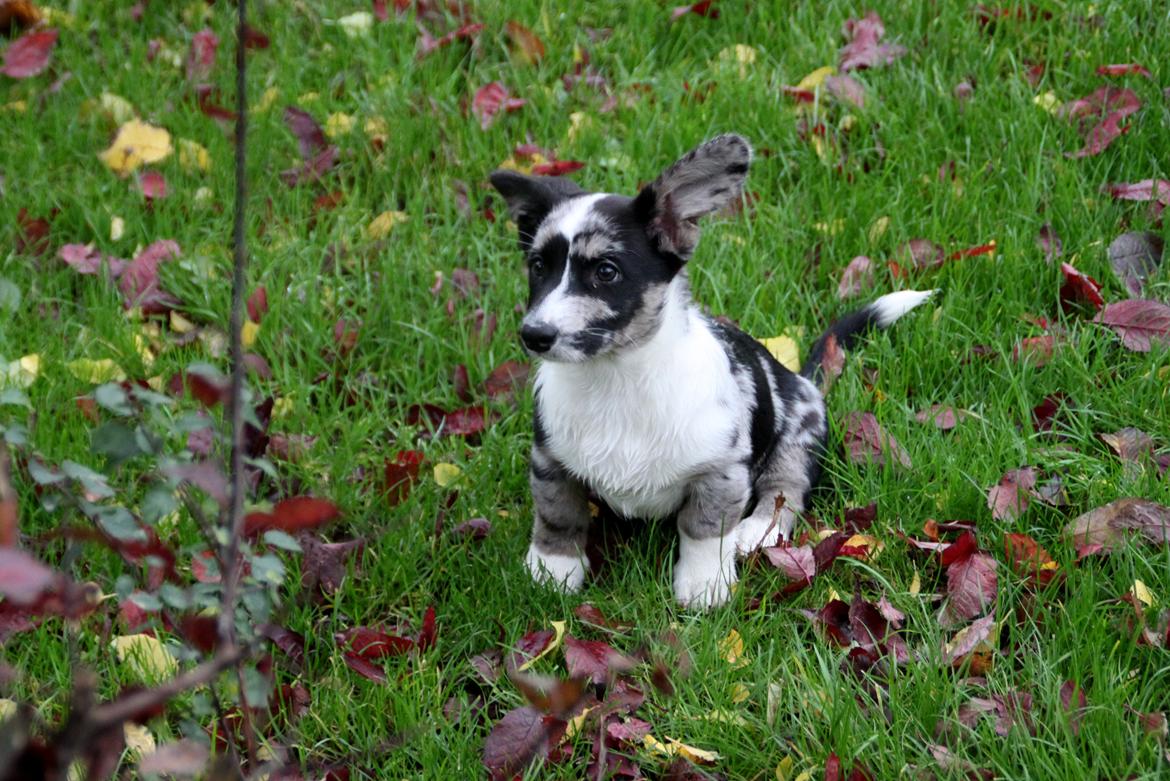 Welsh corgi cardigan Smarties Marcos billede 14