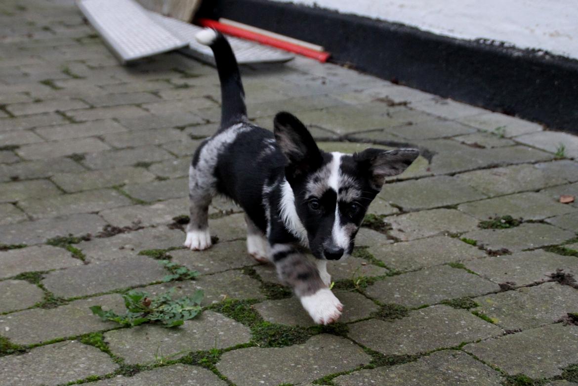 Welsh corgi cardigan Smarties Marcos - "Mit ene øre er da kommet op og stå! :D"  billede 15