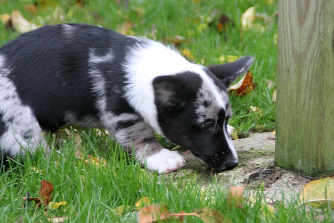 Welsh corgi cardigan Smarties Marcos billede 9