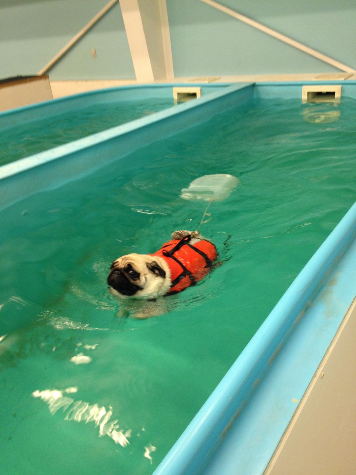 Mops Karla billede 28