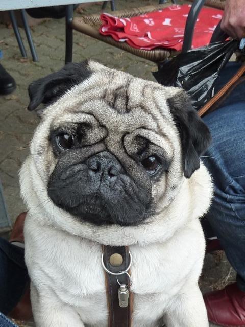 Mops Benno billede 1