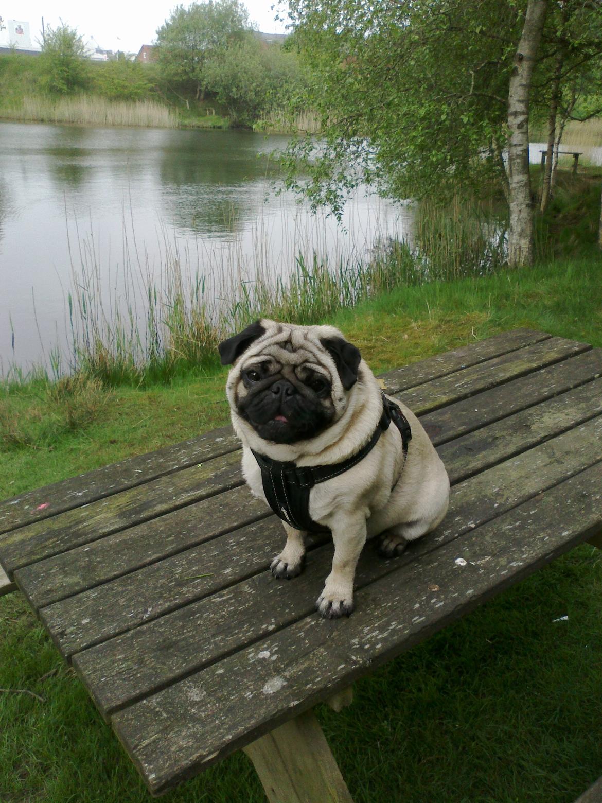 Mops Benno billede 2