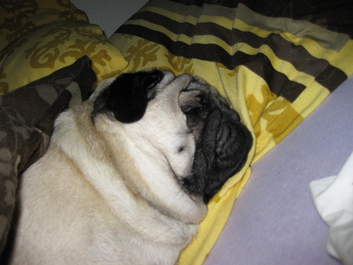 Mops Benno billede 3