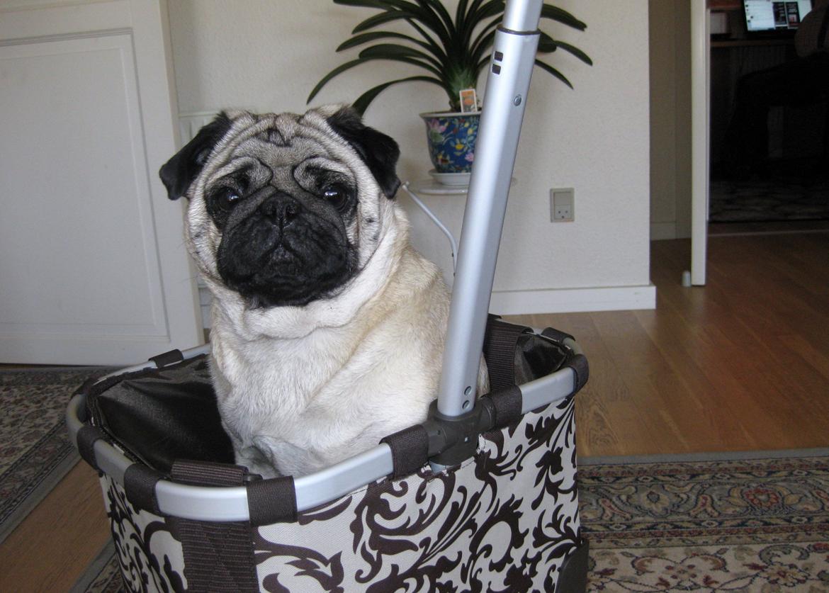 Mops Benno billede 4