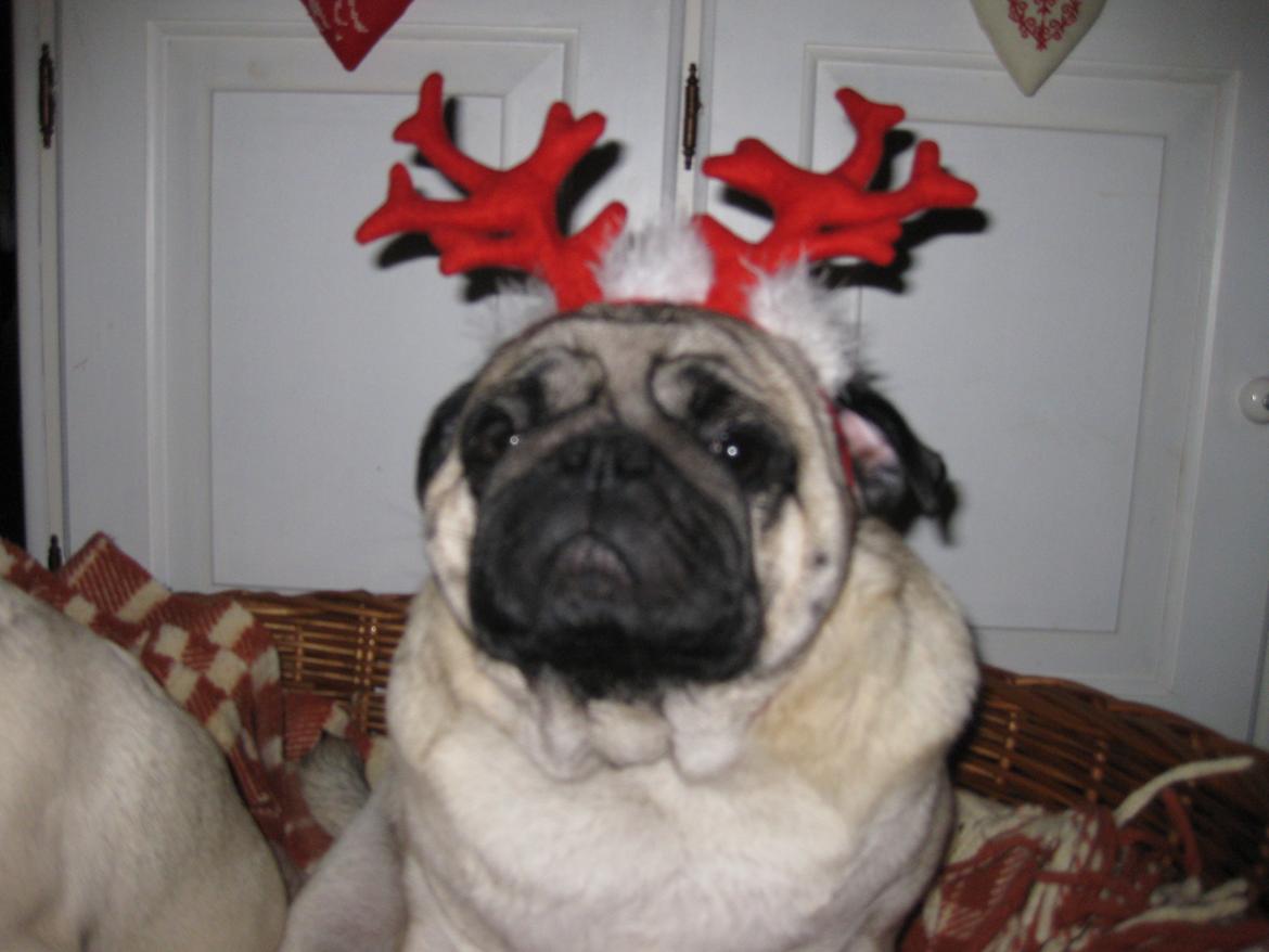 Mops Benno billede 5