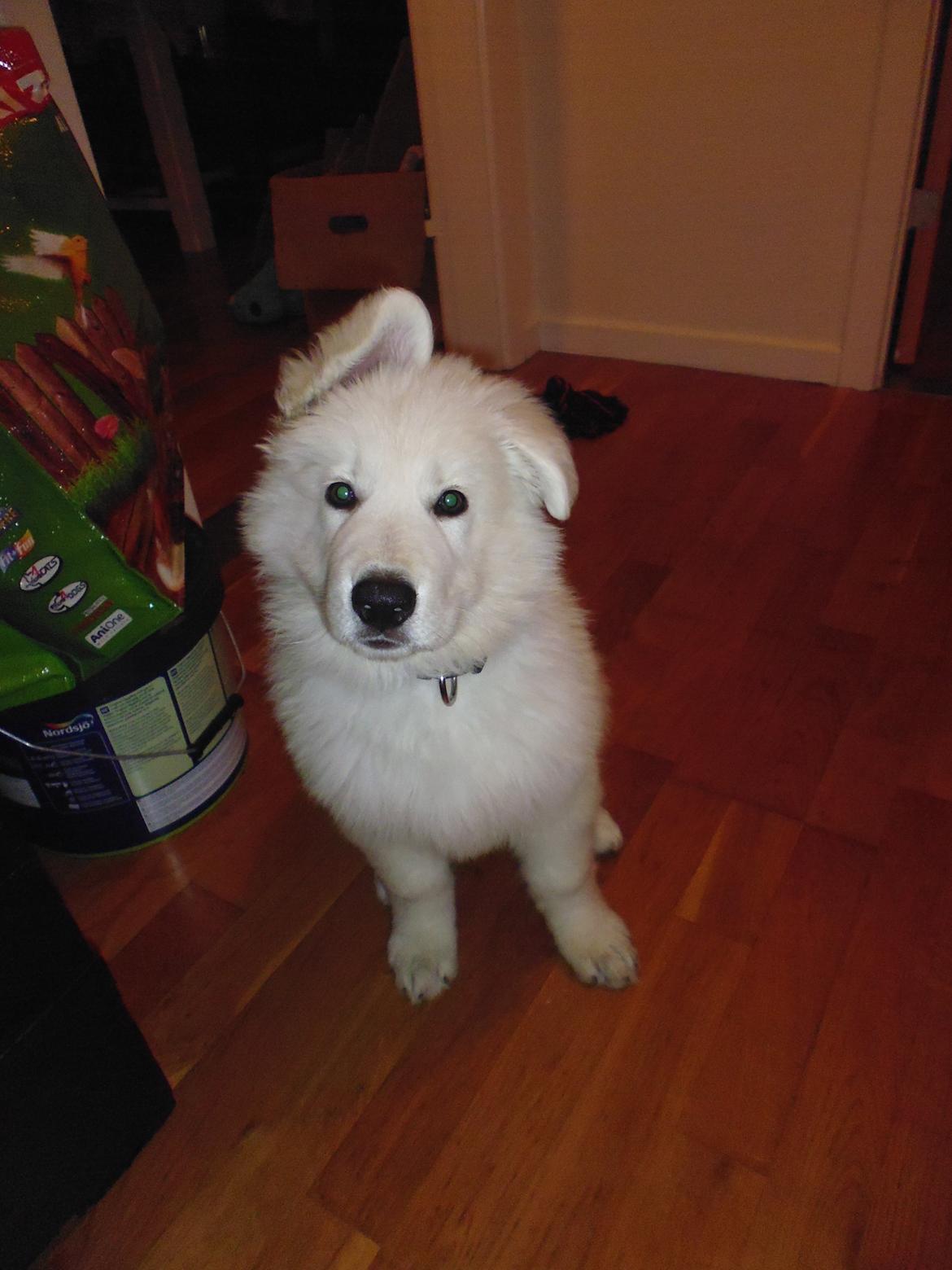 Hvid schæfer Mesh billede 9