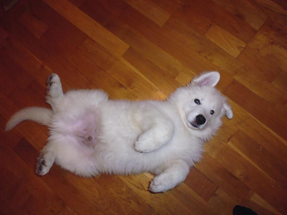 Hvid schæfer Mesh billede 16