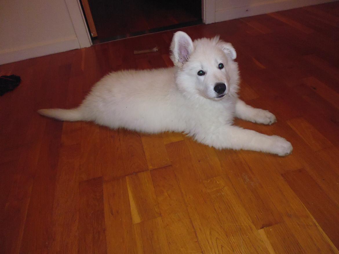 Hvid schæfer Mesh billede 11