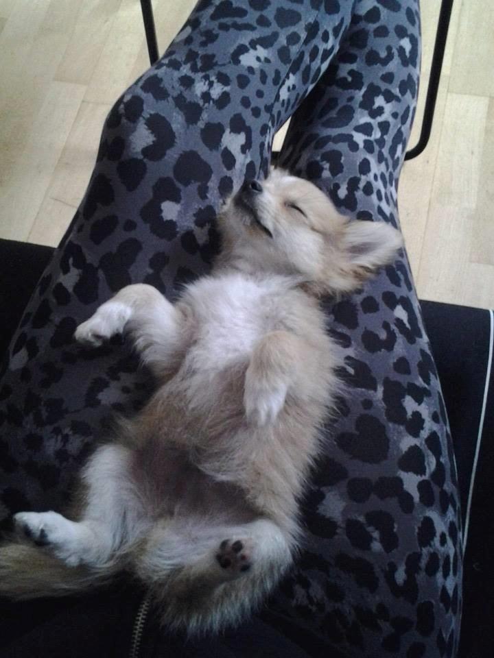 Blanding af racer Simba - Simba flader ud :o). billede 7