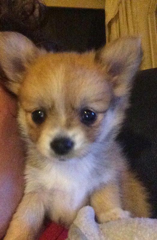 Blanding af racer Simba - Små hunde øjne, man kan ikke stå for dem. billede 15