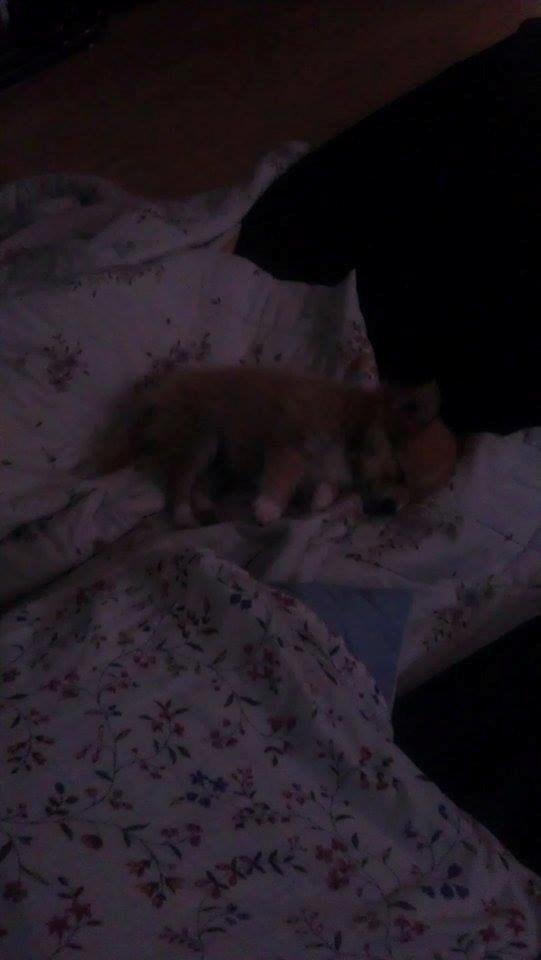 Blanding af racer Simba billede 28