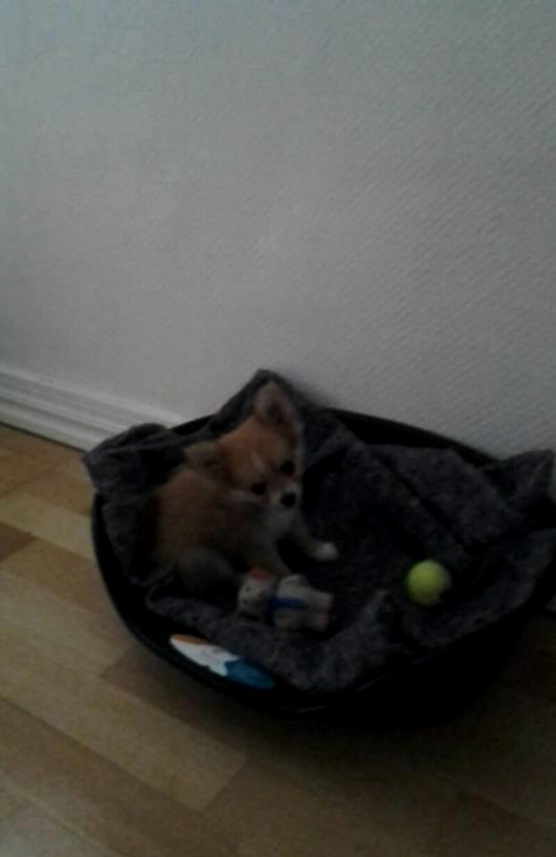 Blanding af racer Simba billede 20