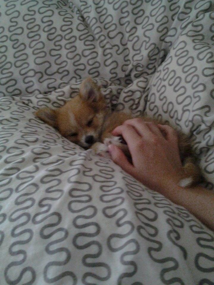 Blanding af racer Simba - Han elsker at putte inde i ens hånd :o). billede 11