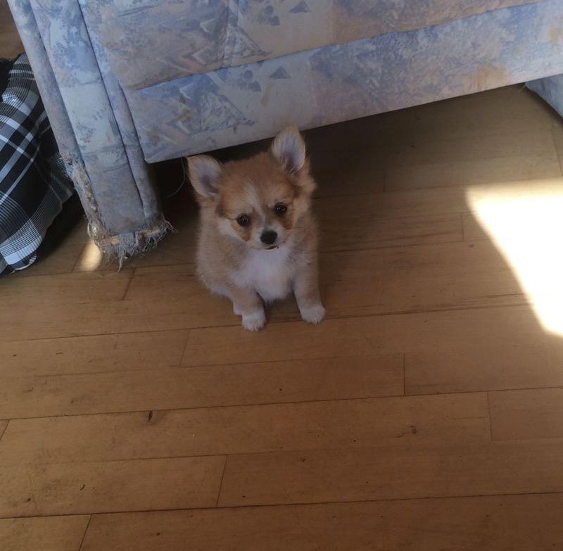 Blanding af racer Simba - Den lille lort har lavet ulykker og står klar tilat gemme sig under sofaen. billede 17