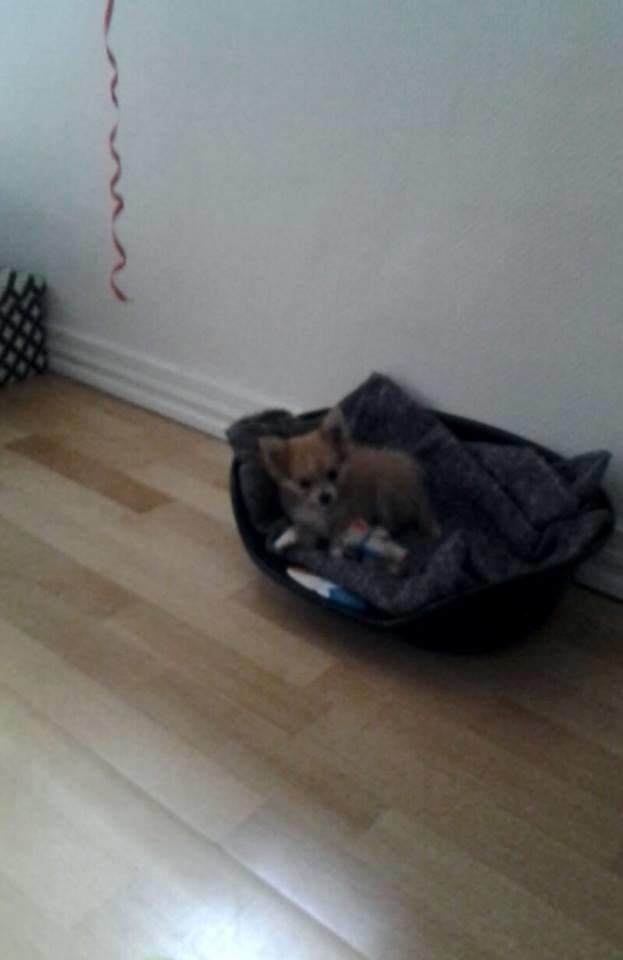 Blanding af racer Simba billede 21