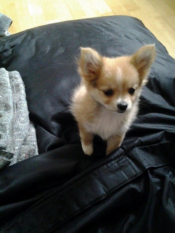 Blanding af racer Simba billede 24