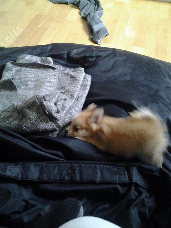 Blanding af racer Simba billede 27