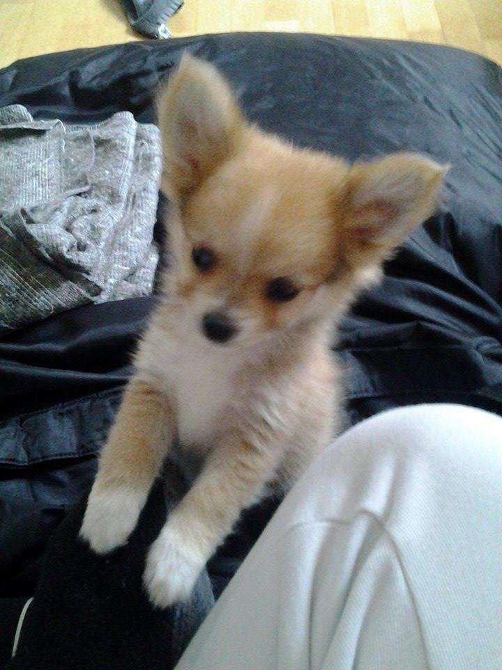 Blanding af racer Simba billede 25