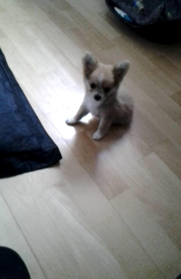 Blanding af racer Simba - Det lille pus på kun 900g.  billede 10