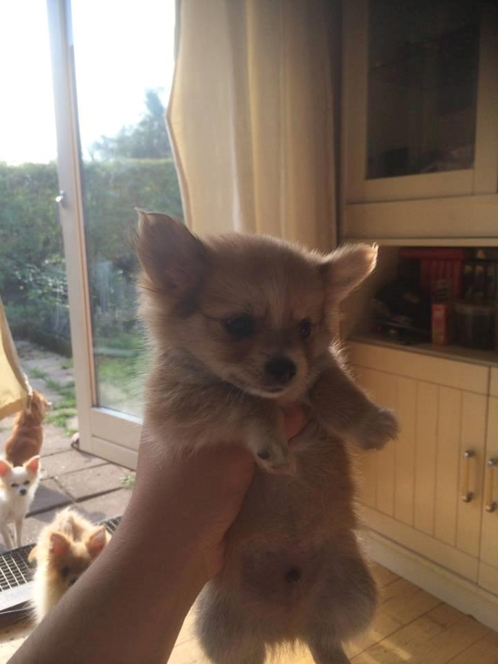 Blanding af racer Simba - I fuld figur. billede 16