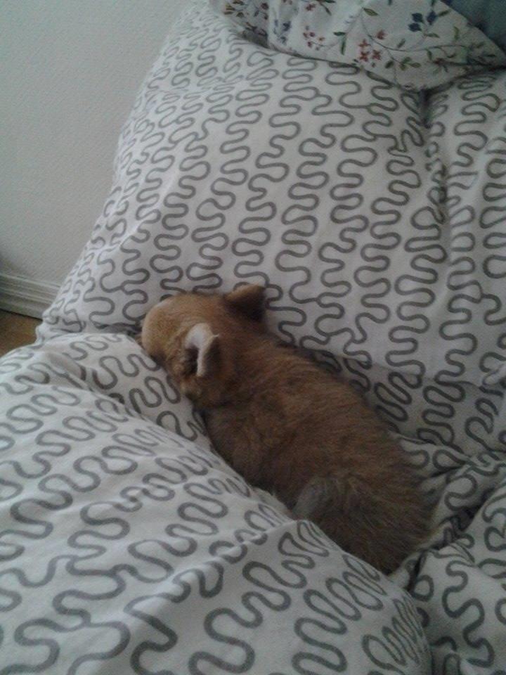 Blanding af racer Simba - Han bliver fornærmet over at jeg tager billeder af ham hele tiden :-P billede 22