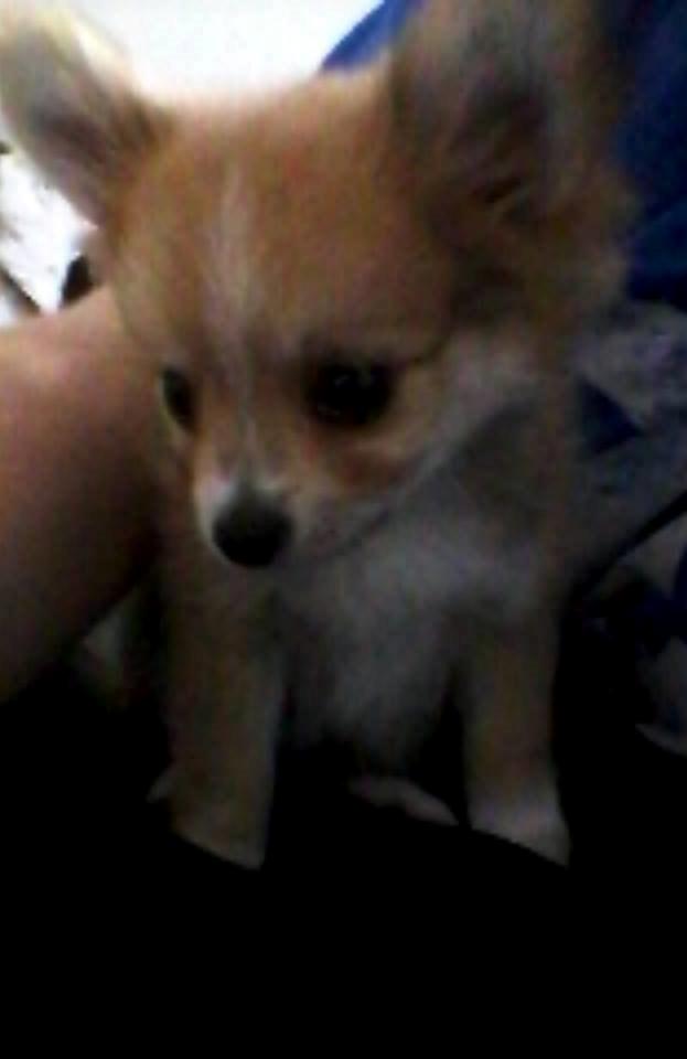 Blanding af racer Simba billede 9