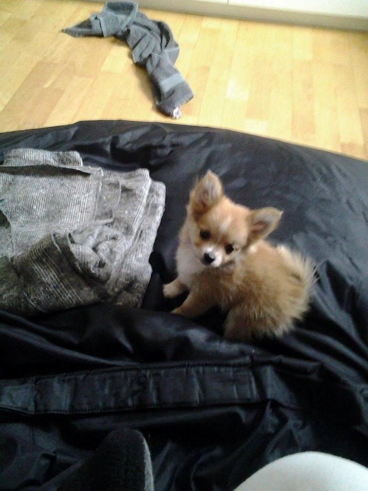 Blanding af racer Simba billede 26